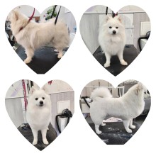 Salon de toilettage à Villeneuve-Loubet dans les Alpes-Maritimes