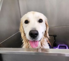 Dog Angel Toilettage - Trouver un toiletteur pour tondre les poils d'un chat près de Cagnes-sur-Mer 06800