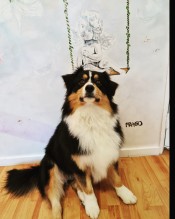 Dog Angel Toilettage - Prix pour faire toiletter un lapin nain à Villeneuve-Loubet dans les Alpes-Maritimes