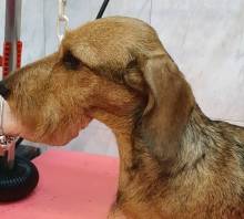 Salon de toilettage à Villeneuve-Loubet dans les Alpes-Maritimes