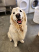 Dog Angel Toilettage - Coupe et bain pour animaux de compagnie près de Cagnes-sur-Mer 06800