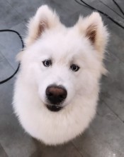 Dog Angel Toilettage - Toiletteur pour brosser les dents d'un chien à Villeneuve-Loubet dans les Alpes-Maritimes