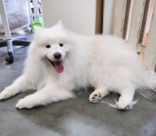 Dog Angel Toilettage - Toiletteur pour brosser les dents d'un chien à Villeneuve-Loubet dans les Alpes-Maritimes