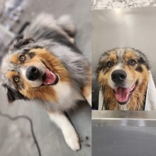 Salon de toilettage à Villeneuve-Loubet dans les Alpes-Maritimes
