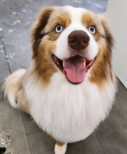 Salon de toilettage à Villeneuve-Loubet dans les Alpes-Maritimes