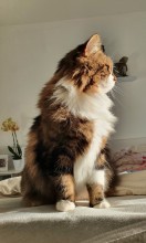 Dog Angel Toilettage - Boutique de nourriture pour animaux de compagnie à Villeneuve-Loubet dans les Alpes-Maritimes