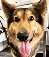 Dog Angel Toilettage - Acheter des croquettes hypoallergéniques pour chats à Villeneuve-Loubet dans les Alpes-Maritimes