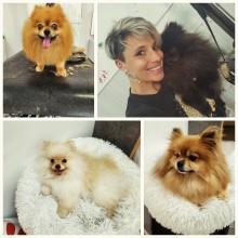 Salon de toilettage à Villeneuve-Loubet dans les Alpes-Maritimes