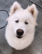 Salon de toilettage près de Cagnes-sur-Mer 06800