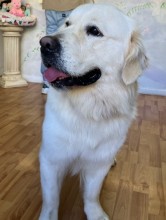 Dog Angel Toilettage - Vente de brosses pour chiens à poils longs près de Cagnes-sur-Mer 06800