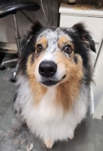 Dog Angel Toilettage - Acheter des croquettes hypoallergéniques pour chats à Villeneuve-Loubet dans les Alpes-Maritimes