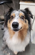 Dog Angel Toilettage - Où acheter une brosse à dent avec dentifrice pour chien près de Cagnes-sur-Mer 06800 ?