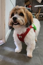 Dog Angel Toilettage - Faire toiletter son chat main coon par un professionnel près de Cagnes-sur-Mer 06800