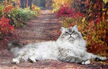 Dog Angel Toilettage - Trouver un bon toiletteur pour chat à Villeneuve-Loubet dans les Alpes-Maritimes