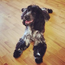 Dog Angel Toilettage - Boutique de nourriture pour animaux de compagnie près de Cagnes-sur-Mer 06800