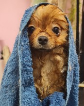 Dog Angel Toilettage - Où faire toiletter un berger allemand à Villeneuve-Loubet dans les Alpes-Maritimes ?