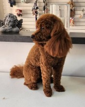 Dog Angel Toilettage - Boutique d'alimentation pour chiens et chats près de Cagnes-sur-Mer 06800