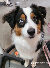 Dog Angel Toilettage - Trouver le meilleur toiletteur pour confier un dalmatien près de Cagnes-sur-Mer 06800