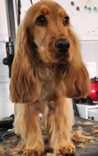 Salon de toilettage à Villeneuve-Loubet dans les Alpes-Maritimes