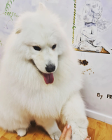 Salon de toilettage à Villeneuve-Loubet dans les Alpes-Maritimes