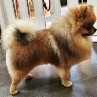 Dog Angel Toilettage - Trouver un toiletteur pour tondre les poils d'un chat près de Cagnes-sur-Mer 06800