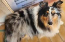 Dog Angel Toilettage - Coupe et débourrage de poils pour un Bearded Collie à Villeneuve-Loubet dans les Alpes-Maritimes